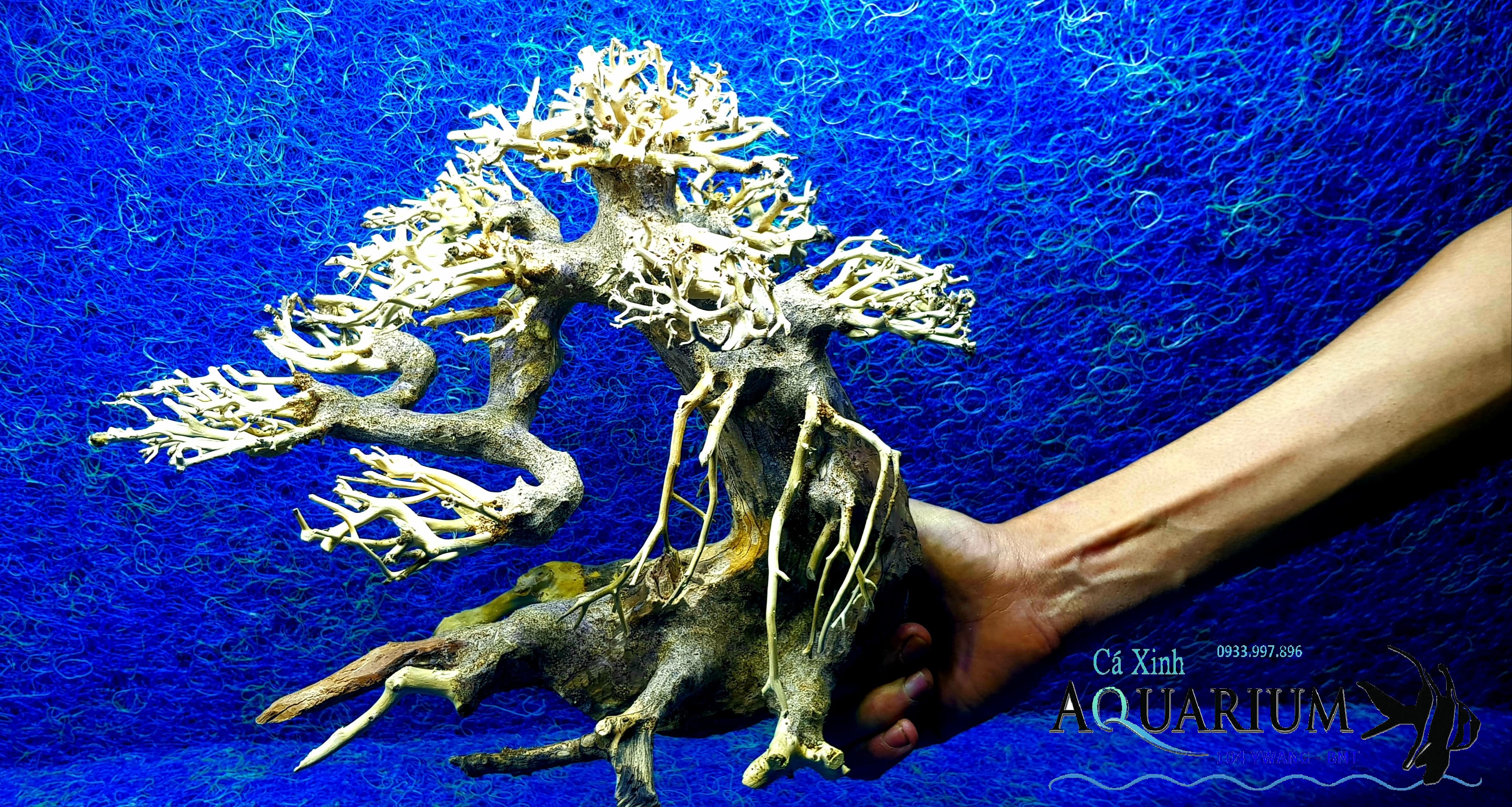 Cây Bonsai cho hồ cá size trung