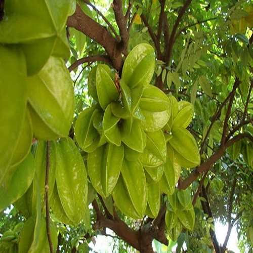 Cây khế chua giống - 67670