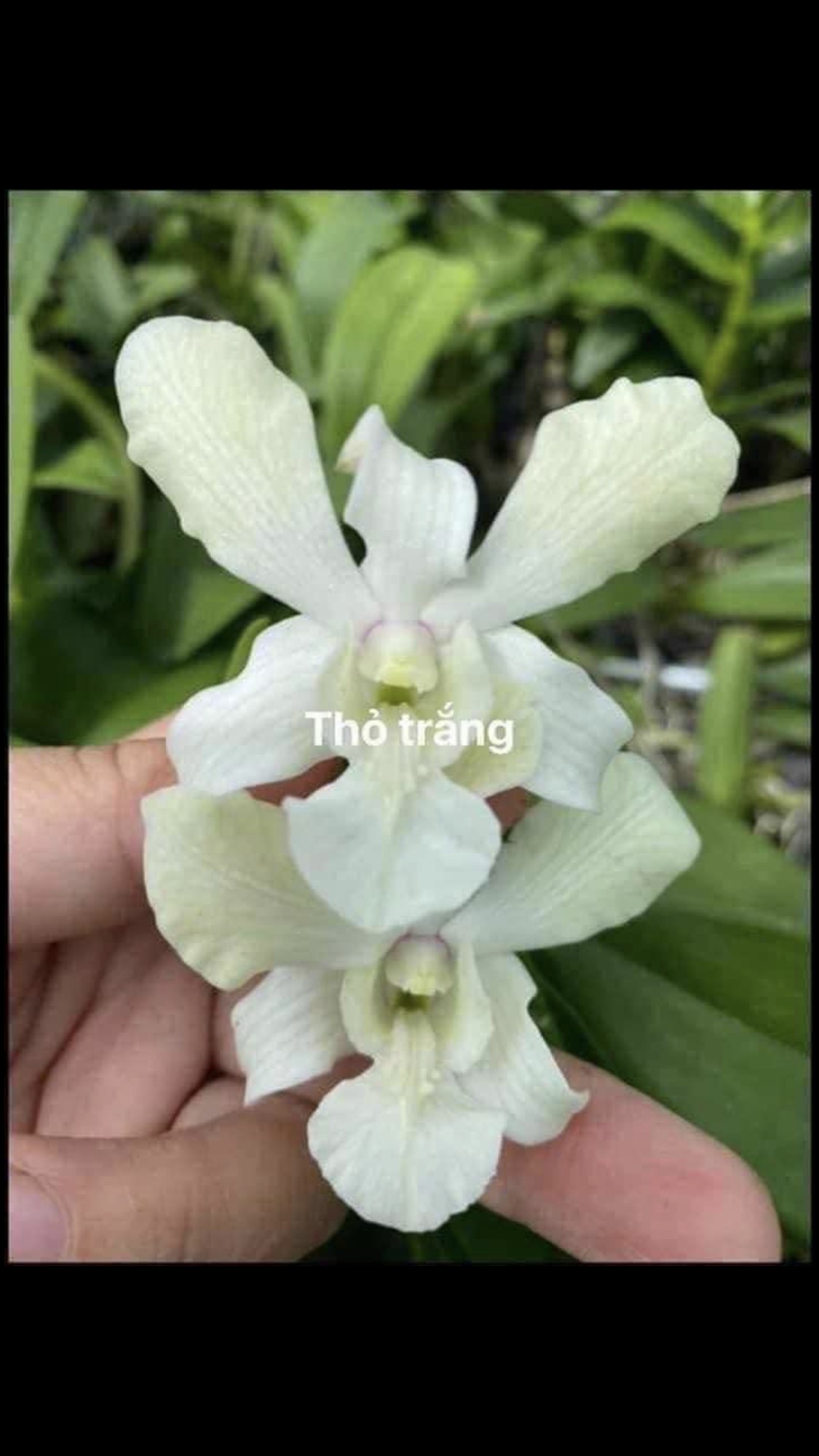 HOA LAN Dendro thỏ trắng hương thơm, cây đẹp