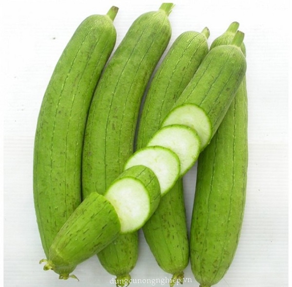 Hạt Giống Mướp Hương F1 - Gói 10 hạt