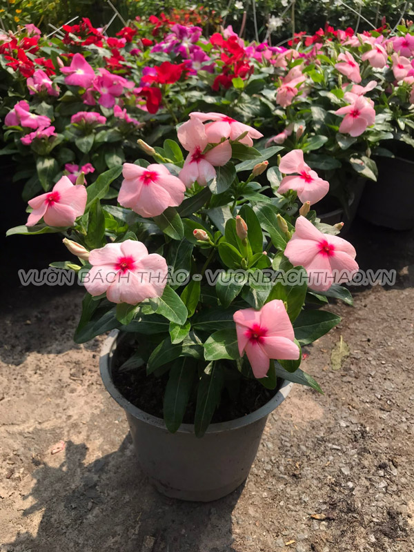 Cây dừa cạn siêu bông chịu nắng tốt