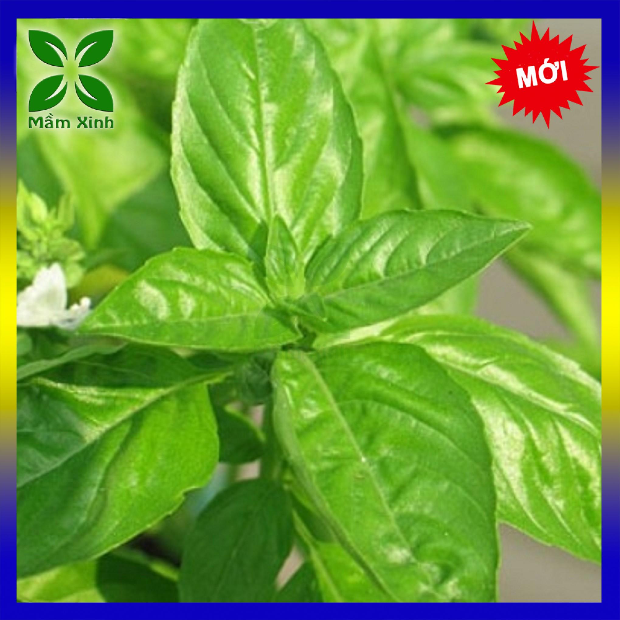 Gói 20gr hạt giống rau quế lá to - húng quế thơm ngon, dễ trồng