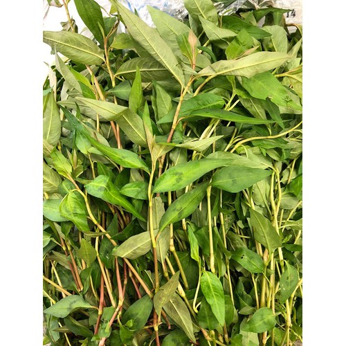 Chậu cây rau răm,chậu cây rau răm - nccgcrr