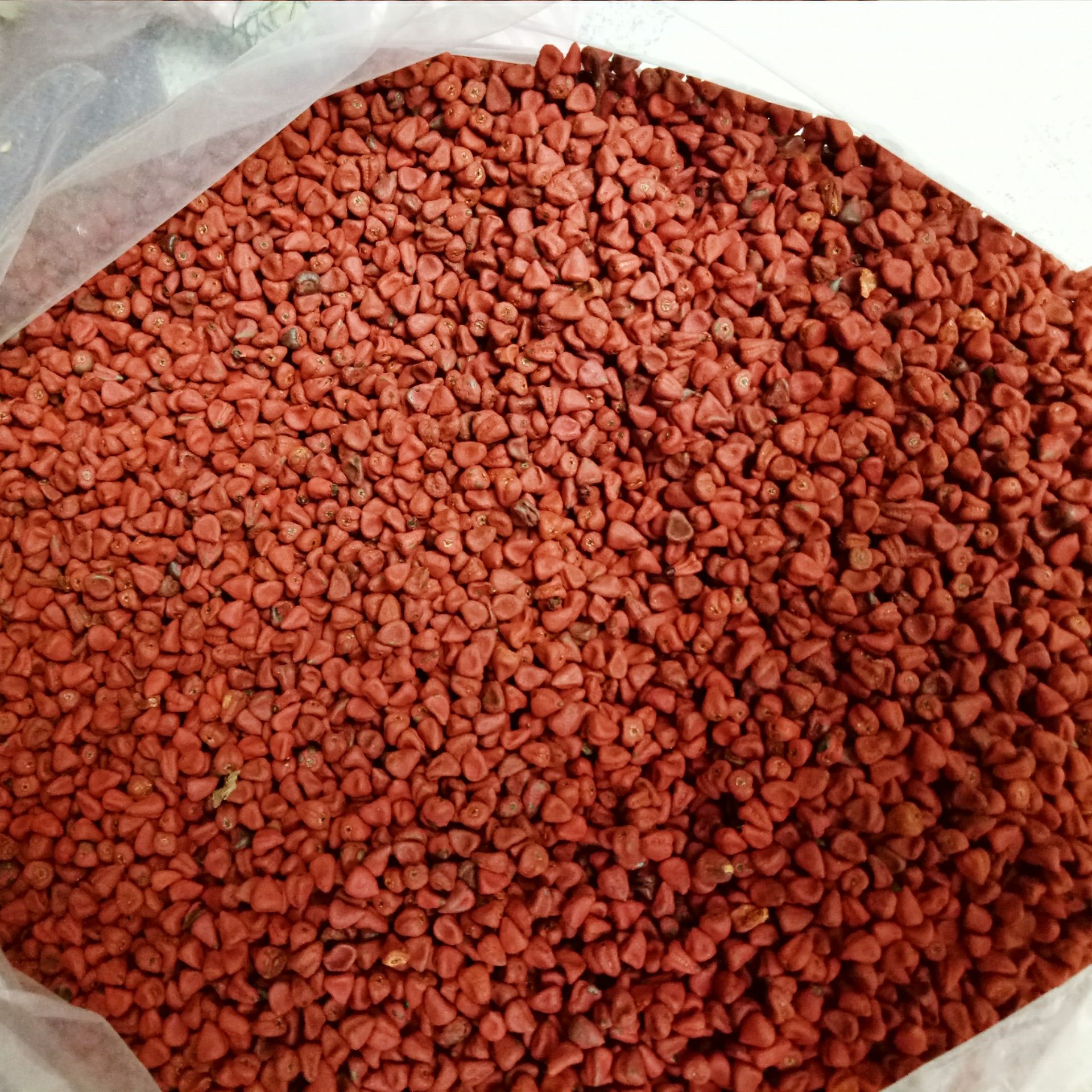 1Kg Hạt điều đỏ tạo màu - Hạt cà ri thắng dầu - Sỉ giá tốt
