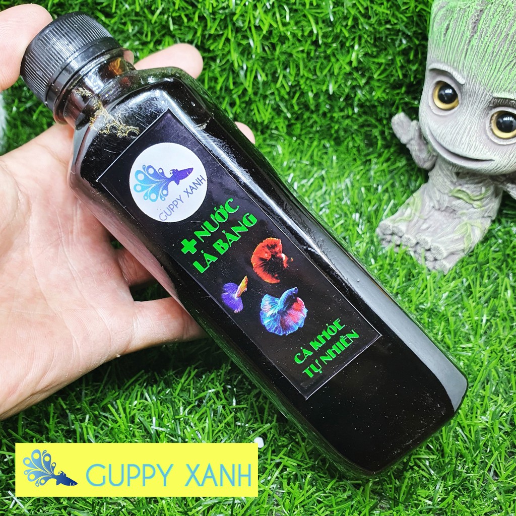 Nước cốt lá bàng nguyên chất - cá khỏe tự nhiên - Guppyxanh nguyên chất cam kết hàng đúng mô tả chất lượng đảm bảo