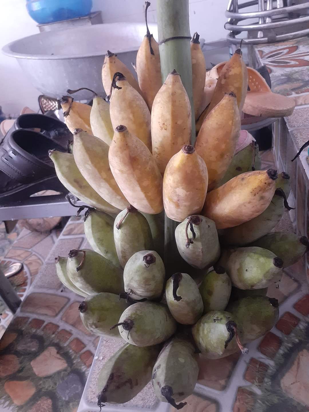 Chuối Xiêm đen cây giống