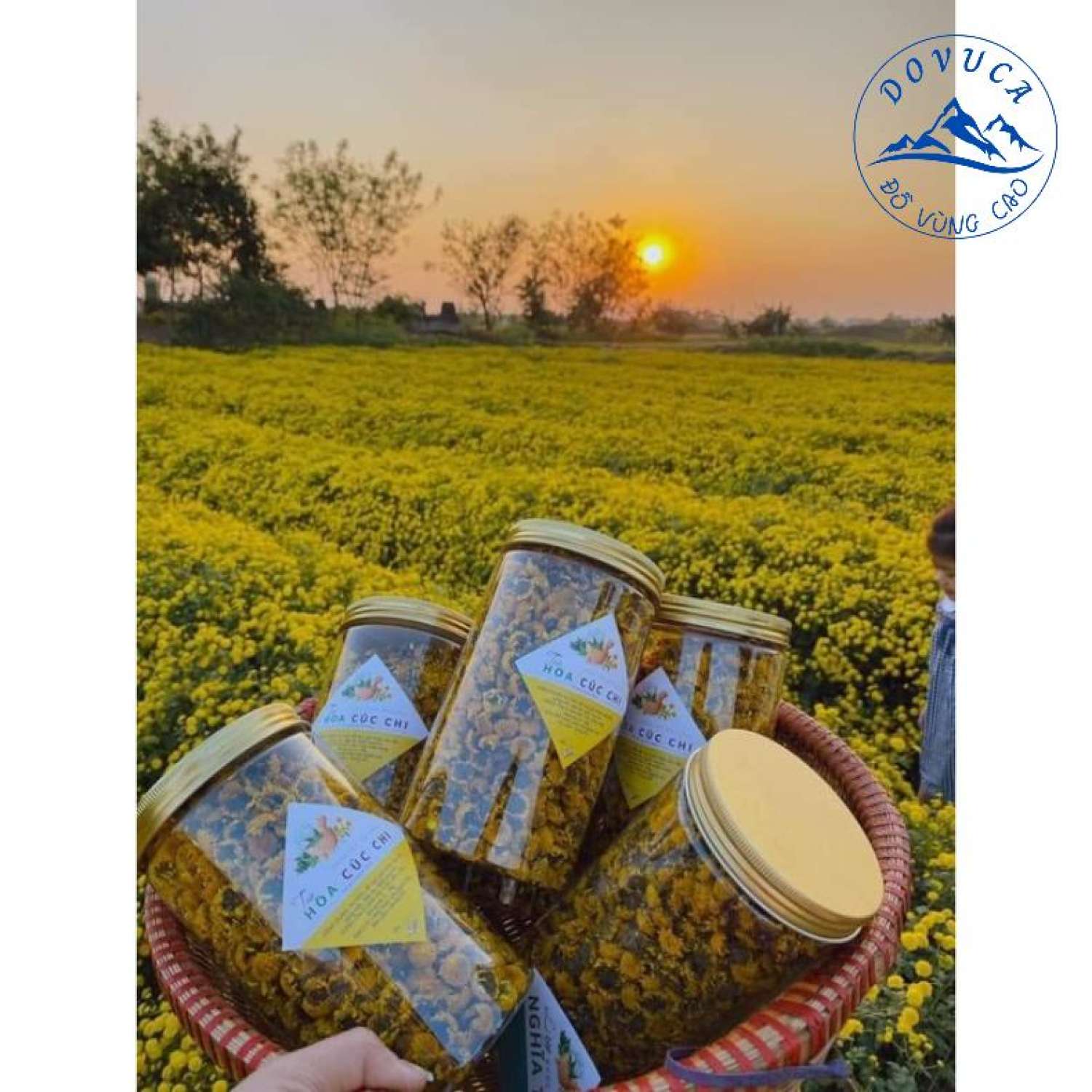 Trà hoa cúc chi sấy khô lᴏại 1 hoa nhỏ đẹp đều thơm cam kết chuẩn 100% -100g