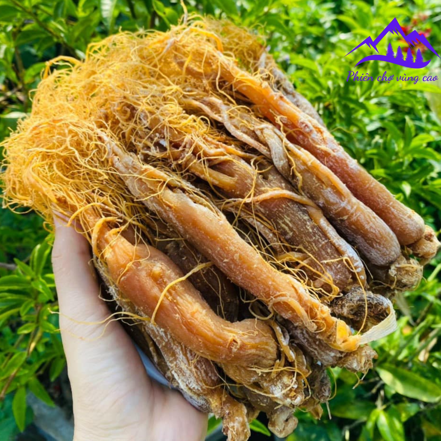 Hồng sâm Hàn Quốc sấy dẻo nguyên củ thượng hạng được sấy dẻo từ nhân sâm già nhiều năm tuổi cho bé, cho người lớn, cho người già