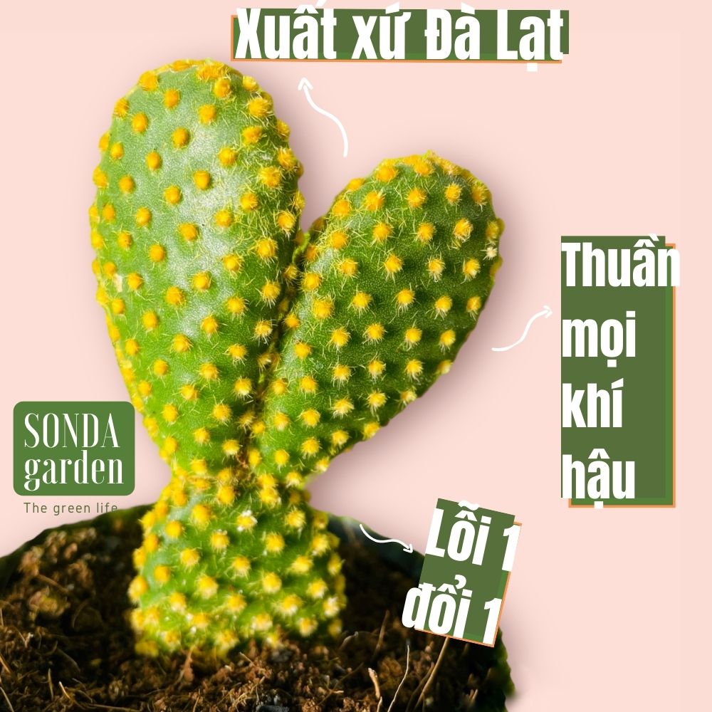 XƯƠNG RỒNG TAI THỎ SIZE BÉ SIÊU KHỎE ĐẸP LỖI 1 ĐỔI 1