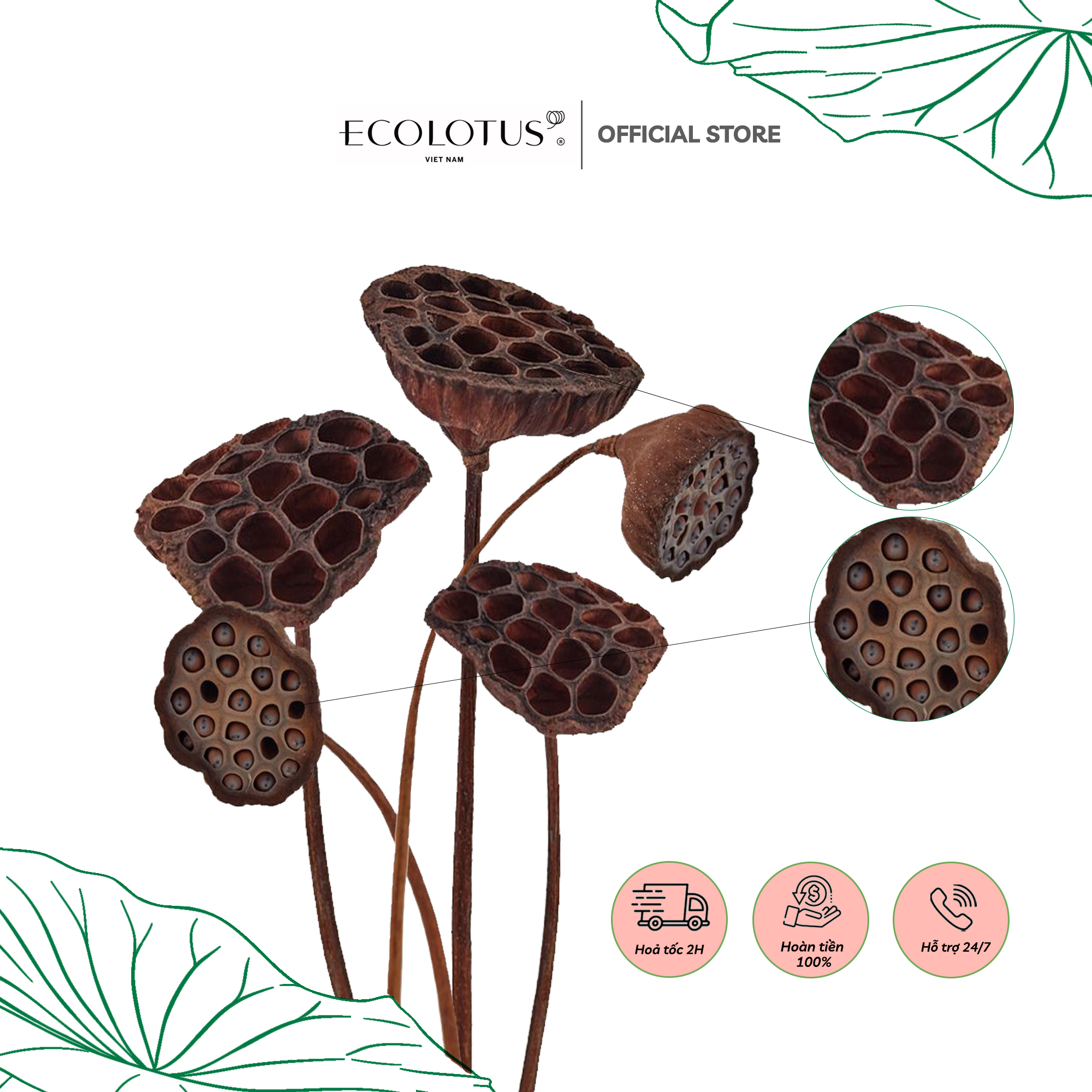 Gương sen sấy khô ecolotus, trang trí tết 2023