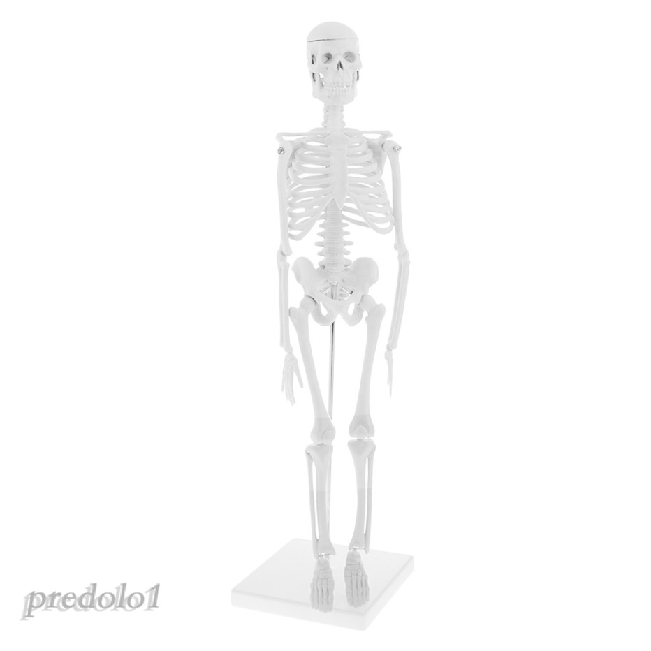 Mô hình chi tiết bộ xương người cao 45cm dùng trong giảng dạy
