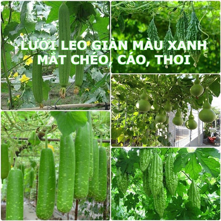 LƯỚI LEO GIÀN MÀU XANH KHỔ CAO 5M.  LƯỚI GIÀN LEO, LƯỚI LEO CÂY, LƯỚI GIĂNG MƯỚP, LƯỚI BẦU, LƯỚI LEO GIÀN