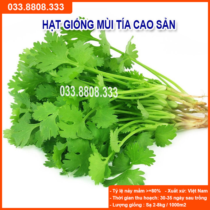 Hạt giống rau mùi tía gói 20g - chất lượng hạt giống cao