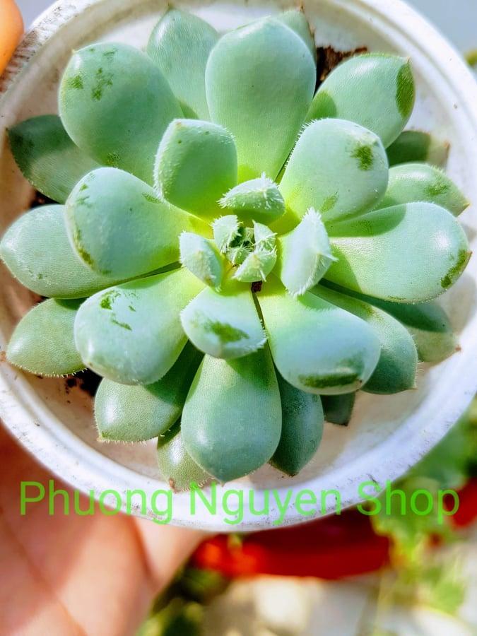Sen Đá Dù Trắng
