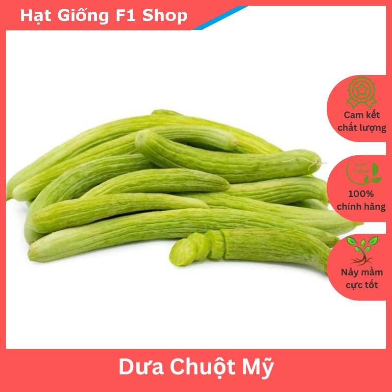 Hạt Giống Dưa Chuột Rắn Mỹ Siêu Dài Armenia