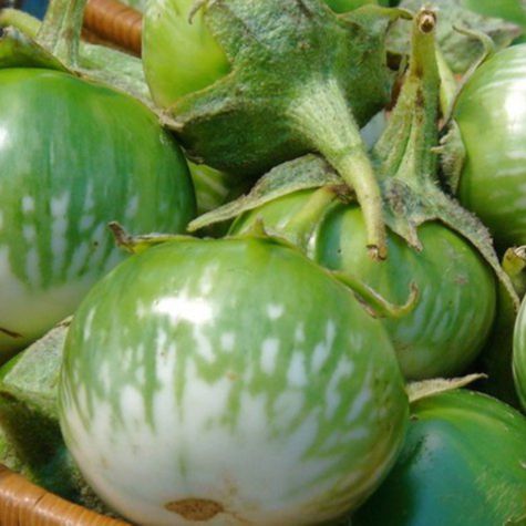 30 Hạt giống cà dĩa năng suất cao
