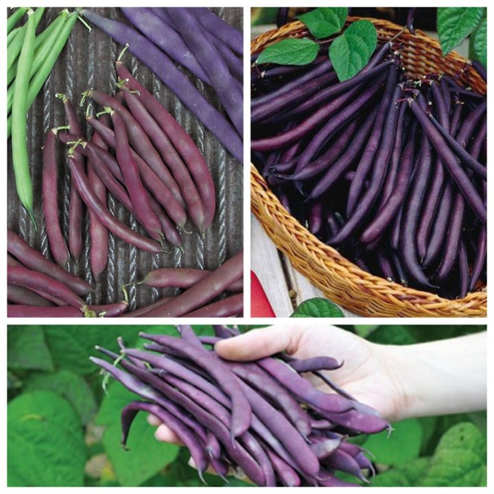 Hạt Giống Đậu Cove Tím 15Gr