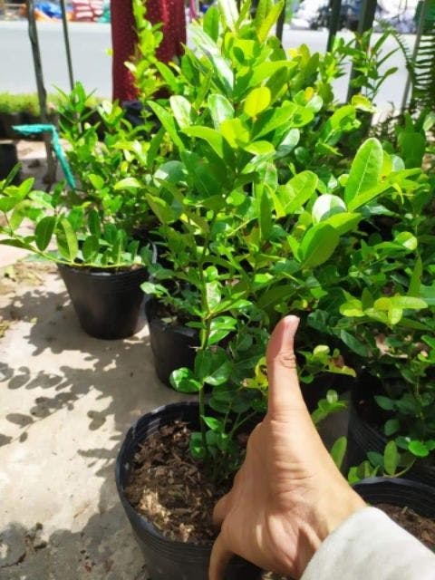 Cây siro giống trồng làm cảnh, cây ăn quả, làm siro