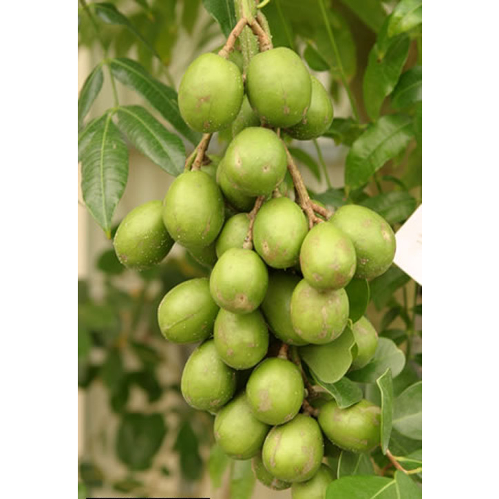 Cây cóc thái lùn siêu trái cây cao tu 50-60cm