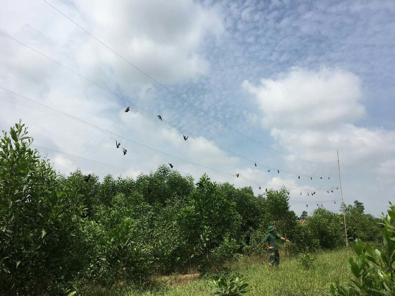 20m lưới 6p cao 5m 4 dây 3 túi bẫy các loại chim  chào mào ,hoành hoạch ,cu tiểu ,cu gáy....lưới cước thái lan tàng hình