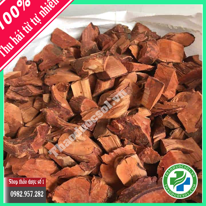 Cây mú từn - bổ thận mạnh cốt