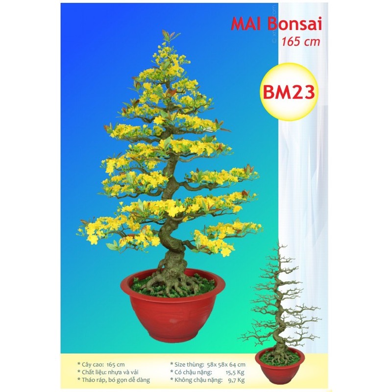 Chậu hoa mai bonsai cao 1m65-cây mai giả bm23