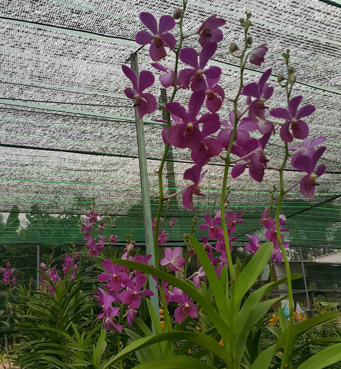 Lan giống Mokara 1 thân màu Tím