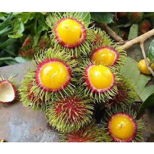 Cây giống chôm chôm thái lùn ruột vàng