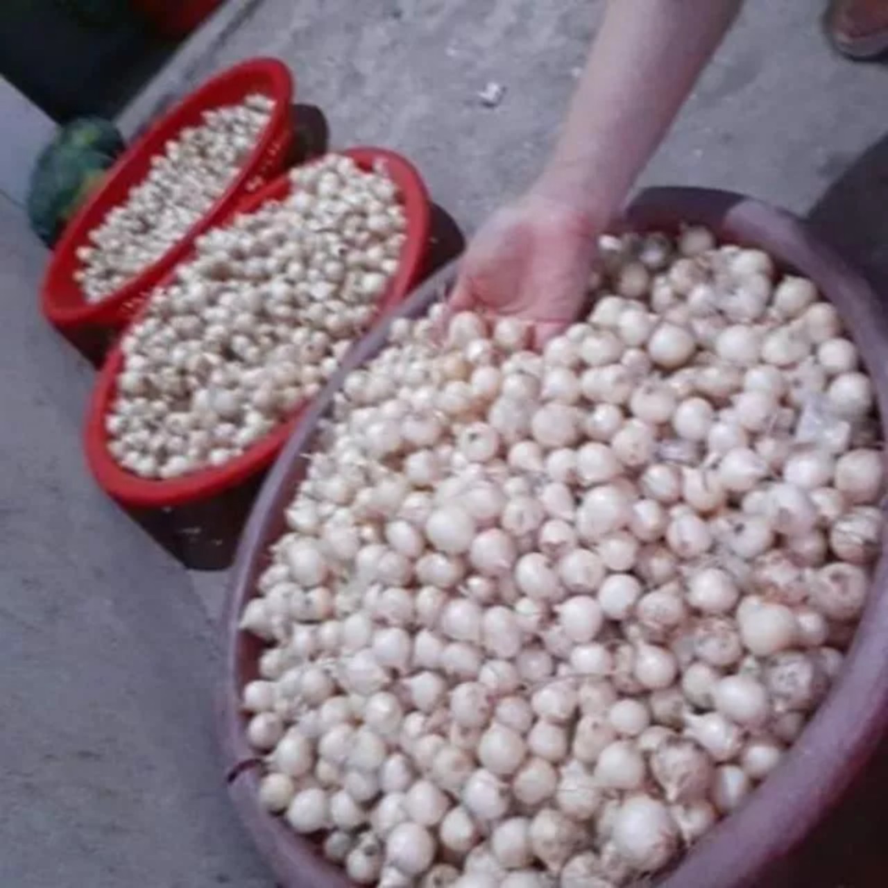 Hành tăm nhà trồng được đóng gói 1kg