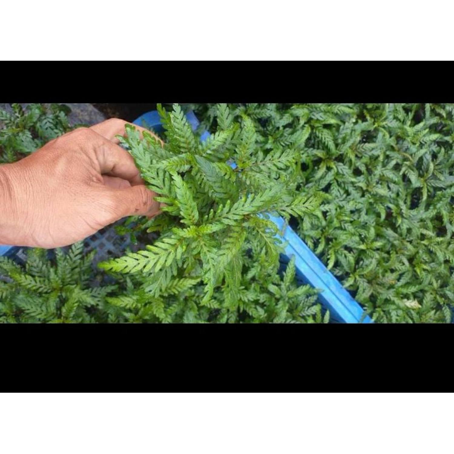Cây liễu răng cưa thủy sinh , liễu đỏ Ấn Độ - không cần co2 và nền - trang trí bể cá cảnh