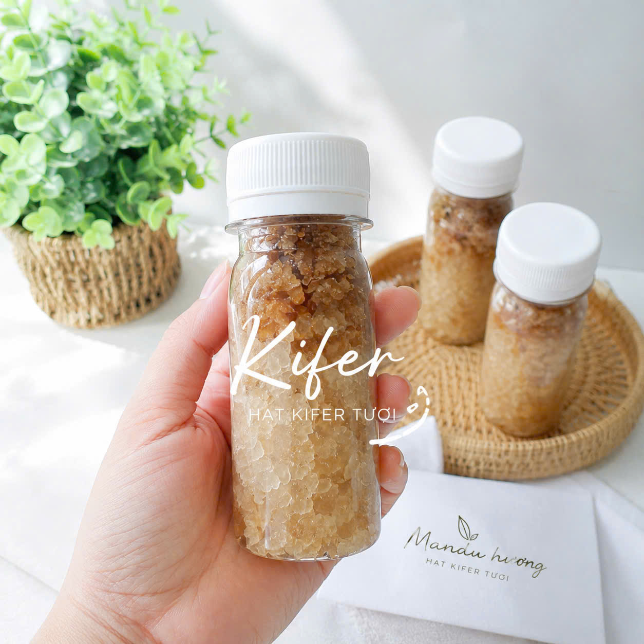 Nấm Kefir ( nấm lên men nước mía, nước dừa)