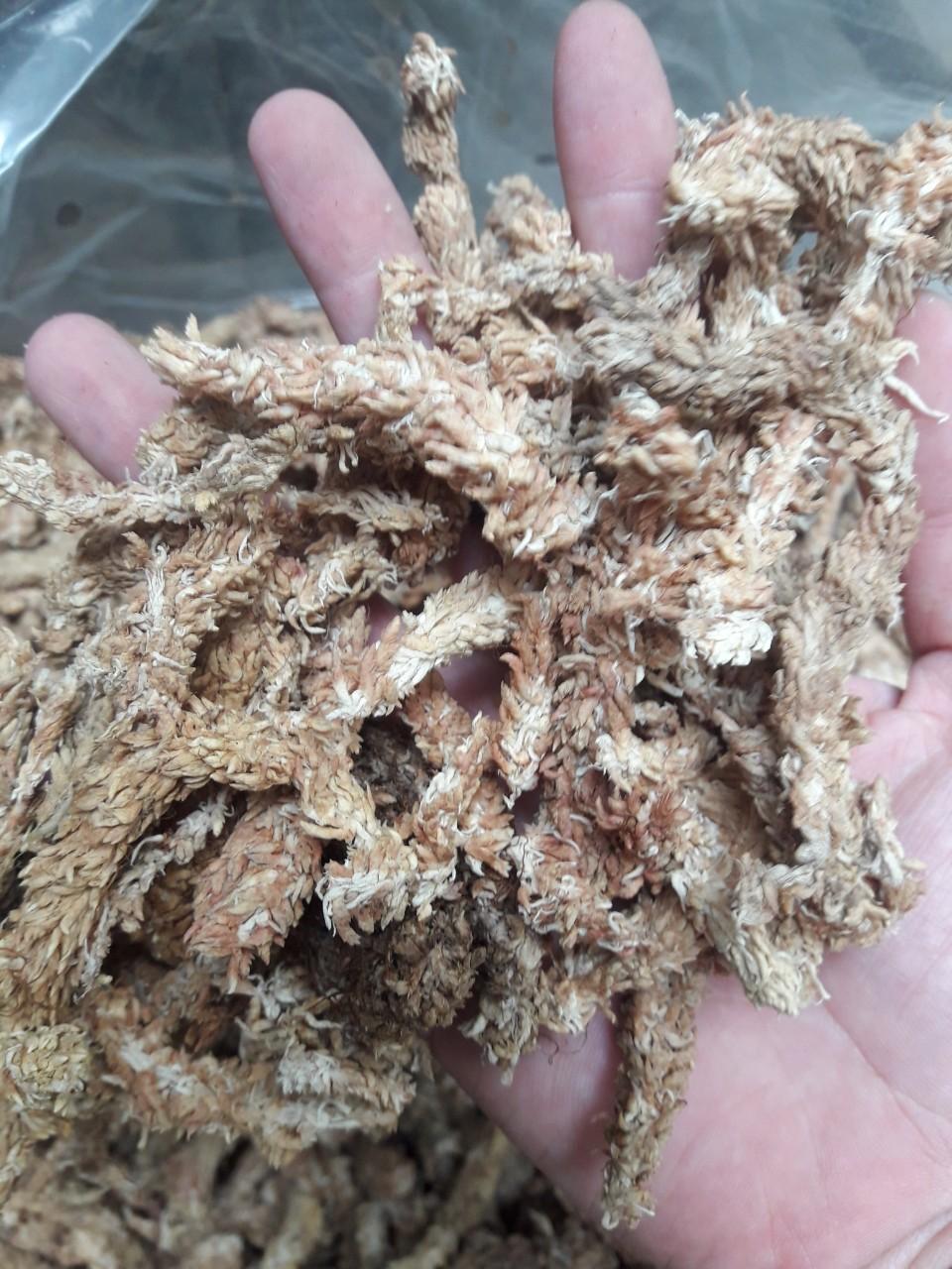 Rêu con sâu Chile - Giá thể giữ ẩm tuyệt vời cho phong lan( hay còn gọi là rêu sâu)