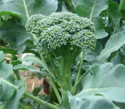 [HCM]Gói 0.2GR hạt giống Bông Cải Xanh Mini