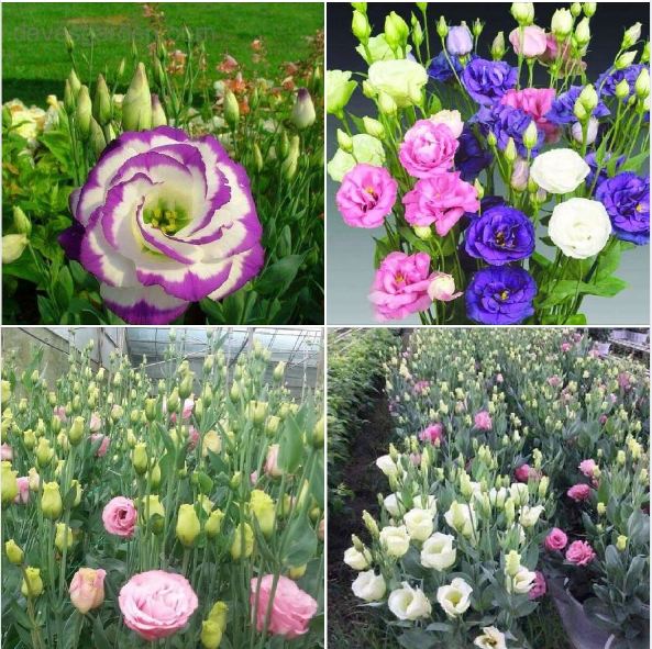 Bộ  02 gói hạt giống hoa cát tường mix màu ( kèm gói kích hạt nảy mầm )