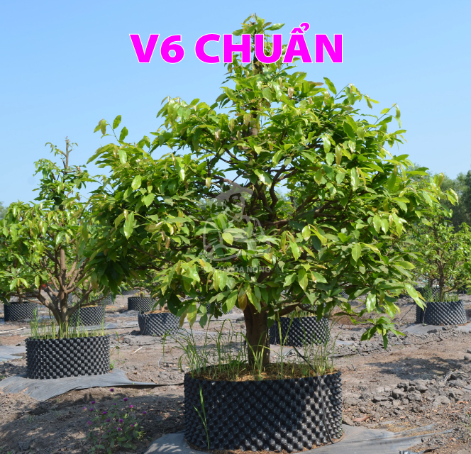 Bầu ươm V6 PHỔ THÔNG - dầy 0.7mm