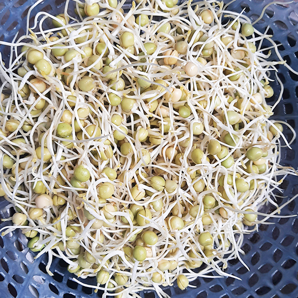 Đậu hà lan siêu nảy mầm túi 0.5 kg