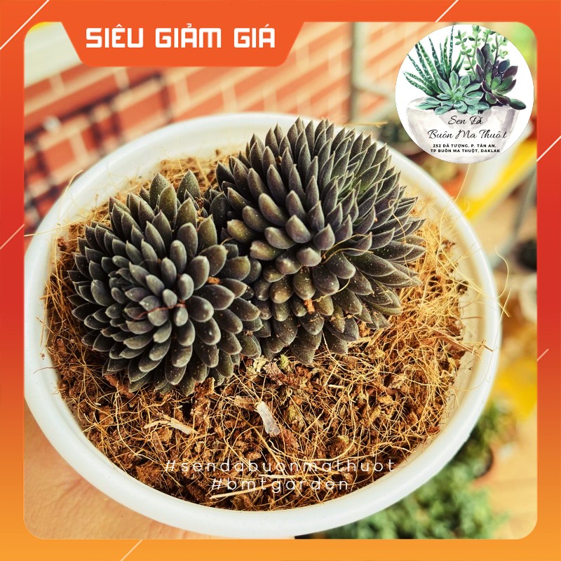 Sen đá nhím đen size trung bình ❤️❤️ - sen đá buôn ma thuột - bmt garden lỗi 1 đổi 1