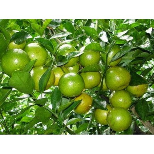 Cây giống chanh tứ quý, chanh 4 mùa - c082
