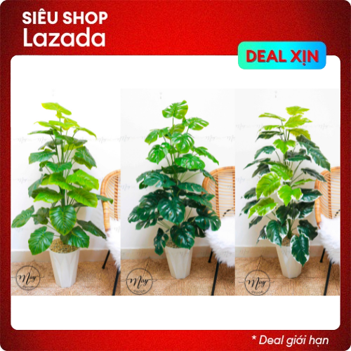 Cây môn giả, trầu bà monstera, môn giả cao cấp, cây kèm chậu cao 80cm,1m2,1m5