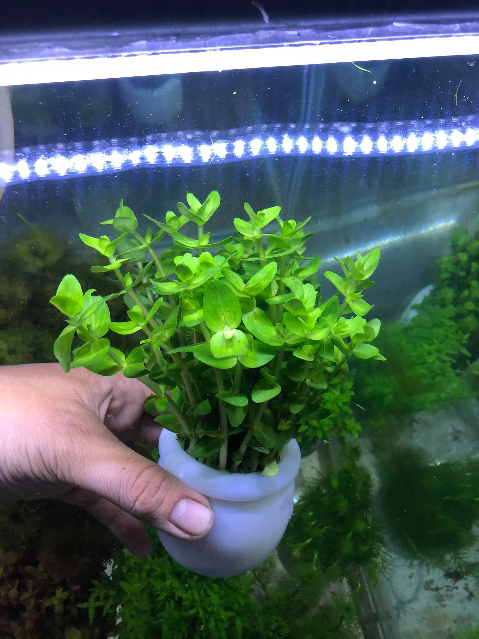 Cây Thủy Sinh Vẩy ốc xanh