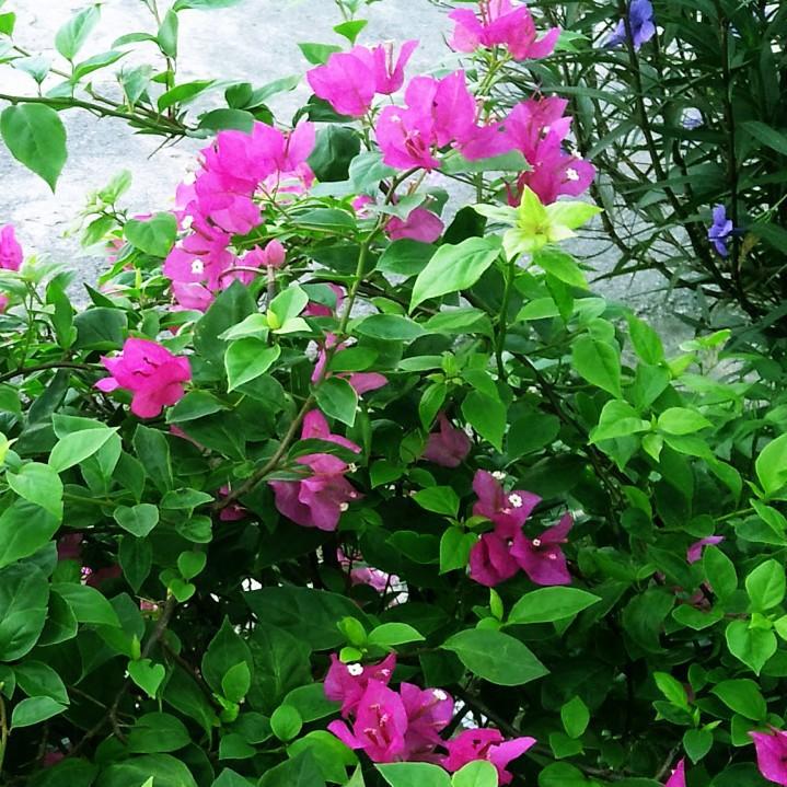 Hạt giống hoa giấy nhiều màu