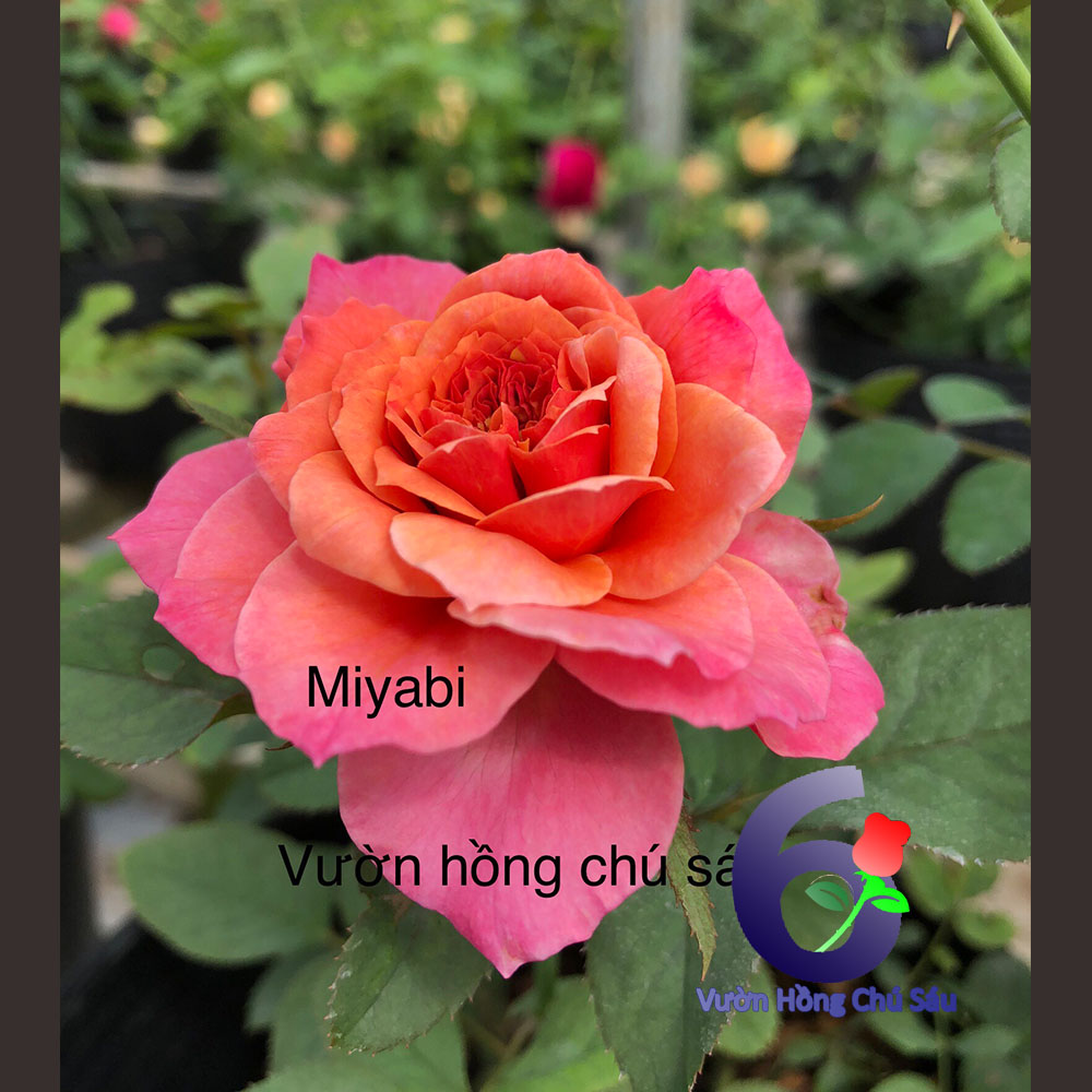 Hoa hồng miyabi, hồng ngoại, hồng bụi, nguyên bản