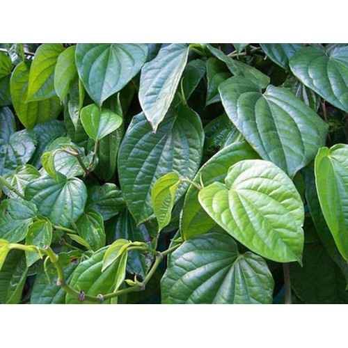 CÂY GIỐNG CÂY LÁ TRẦU KHÔNG (CÂY TRẦU QUẾ )