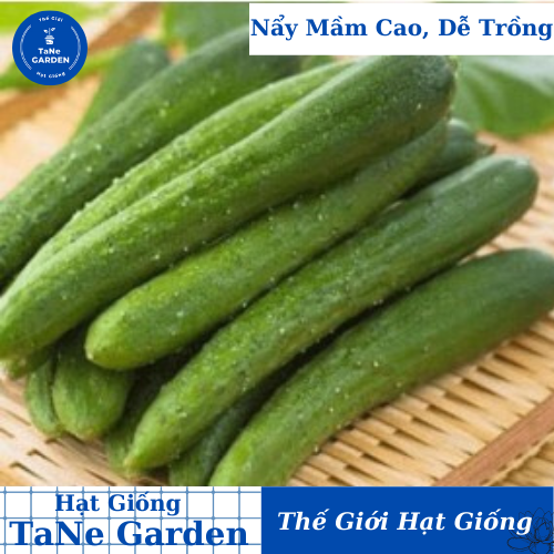 5h hạt giống dưa chuột nhật tg02 f1 - tane garden