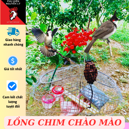 LỒNG BẪY CHIM CHÀO MÀO, CHÒE INOX TẶNG PHỤ KIỆN