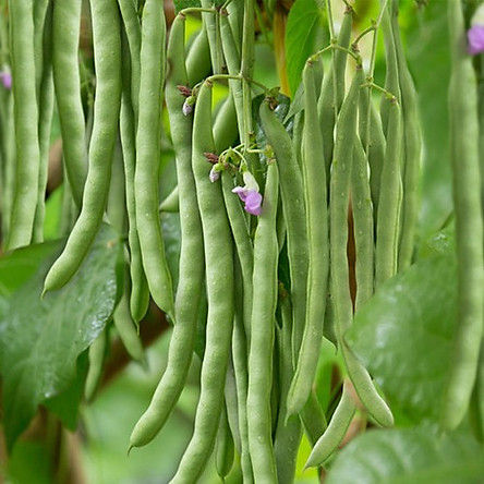 Hạt giống Đậu Cove leo