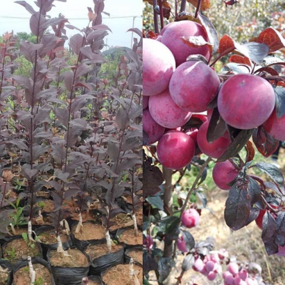 Cây mận đỏ úc cao 80 - 100 cm (Ảnh thật số 2)