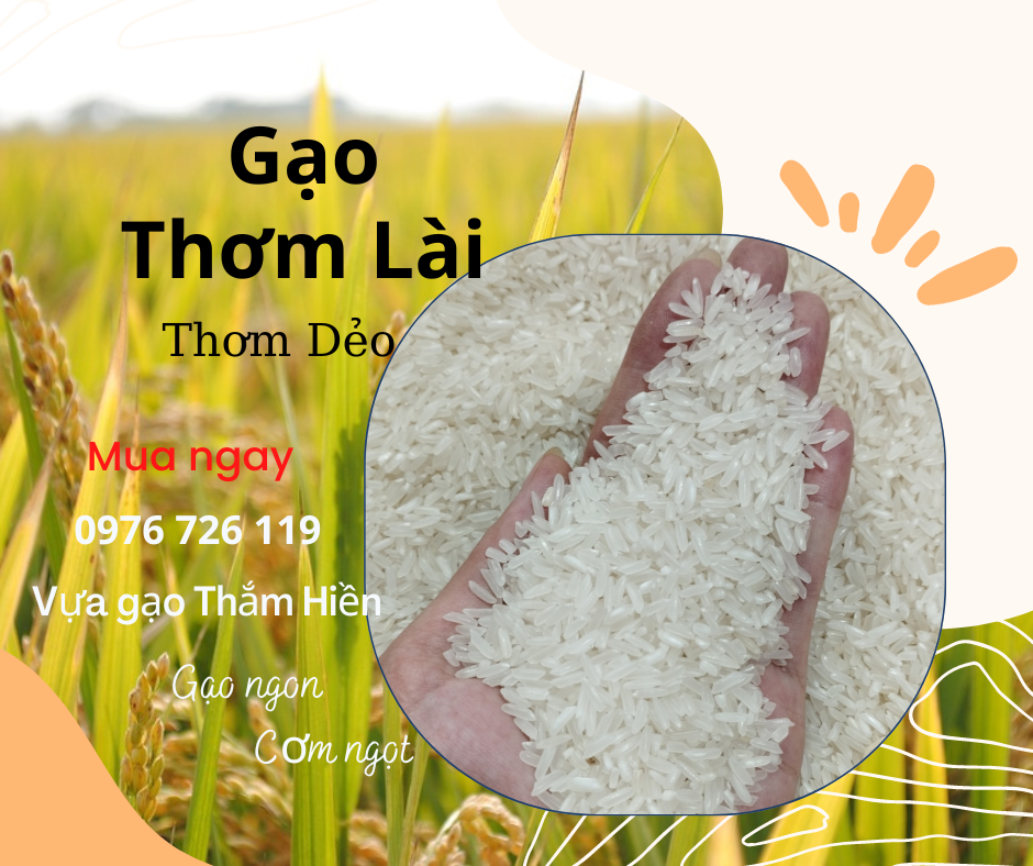 5kg gạo thơm lài - gạo thơm dẻo - gạo ngon đậm vị - bena organic