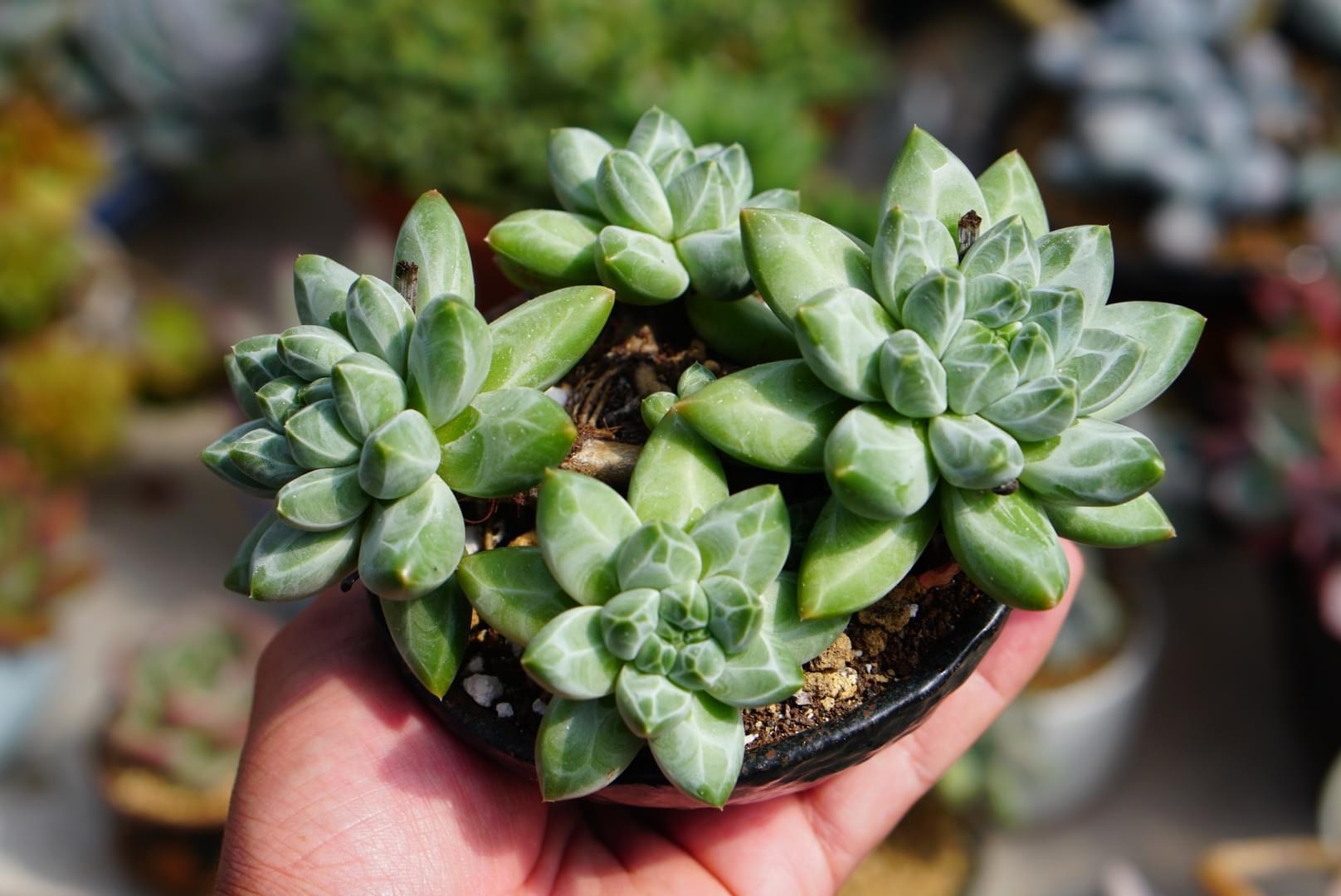 Combo 3 cây sen đá kim cương size 4-5cm - lỗi 1 đổi 1