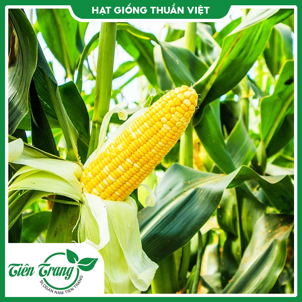 Hạt giống bắp ngọt - bắp tím ngọt tn